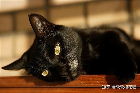 黑猫代表什么